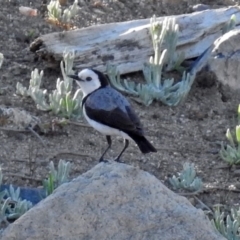 Epthianura albifrons (White-fronted Chat) at National Arboretum Forests - 19 Oct 2018 by RodDeb