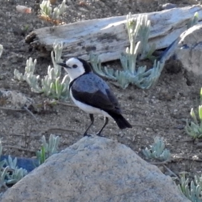 Epthianura albifrons (White-fronted Chat) at Molonglo Valley, ACT - 19 Oct 2018 by RodDeb