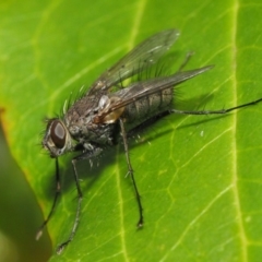 Senostoma sp. (genus) (A parasitoid tachinid fly) at Acton, ACT - 16 Oct 2018 by TimL