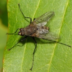 Senostoma sp. (genus) at Acton, ACT - 16 Oct 2018