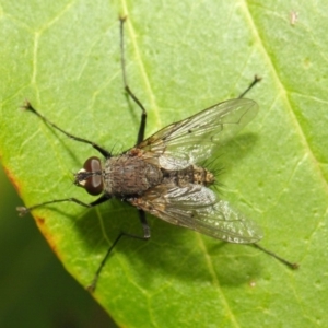 Senostoma sp. (genus) at Acton, ACT - 16 Oct 2018