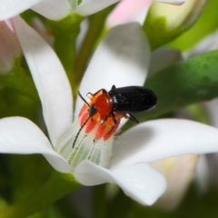 Atoichus bicolor at Acton, ACT - 16 Oct 2018