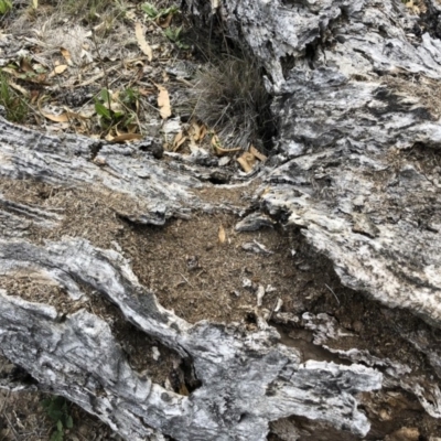 Papyrius nitidus (Shining Coconut Ant) at Michelago, NSW - 19 Oct 2018 by Illilanga