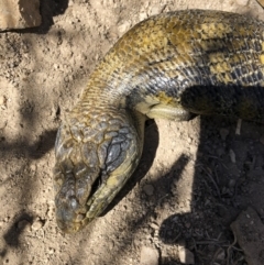 Tiliqua scincoides scincoides (Eastern Blue-tongue) at Michelago, NSW - 29 Sep 2018 by Illilanga