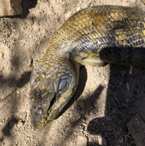 Tiliqua scincoides scincoides at Michelago, NSW - 29 Sep 2018