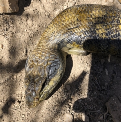 Tiliqua scincoides scincoides (Eastern Blue-tongue) at Michelago, NSW - 29 Sep 2018 by Illilanga