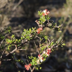 Cryptandra amara (Bitter Cryptandra) at Tralee, NSW - 7 Oct 2018 by michaelb