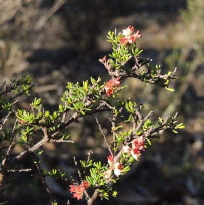 Cryptandra amara (Bitter Cryptandra) at Tralee, NSW - 7 Oct 2018 by michaelb