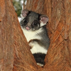 Pseudocheirus peregrinus (Common Ringtail Possum) at Acton, ACT - 30 Aug 2018 by Tim L