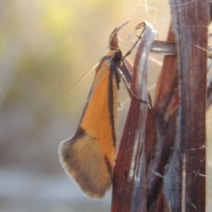 Philobota undescribed species near arabella (A concealer moth) at Tralee, NSW - 7 Oct 2018 by michaelb