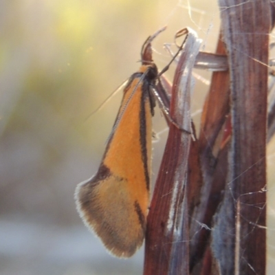 Philobota undescribed species near arabella (A concealer moth) at Tralee, NSW - 7 Oct 2018 by MichaelBedingfield
