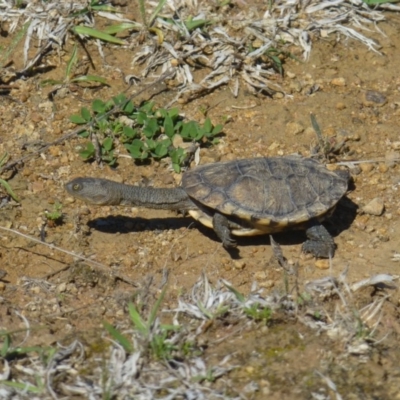 Chelodina longicollis (Eastern Long-necked Turtle) at Dunlop, ACT - 20 Oct 2018 by RWPurdie