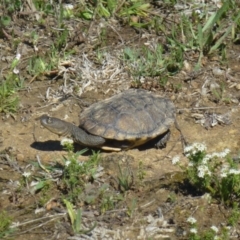 Chelodina longicollis at Dunlop, ACT - 21 Oct 2018