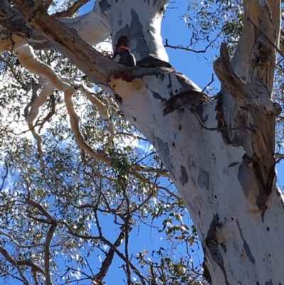 Callocephalon fimbriatum (Gang-gang Cockatoo) at GG229 - 21 Oct 2018 by KL