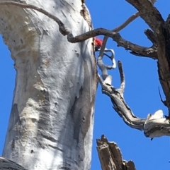 Callocephalon fimbriatum (Gang-gang Cockatoo) at Deakin, ACT - 21 Oct 2018 by KL