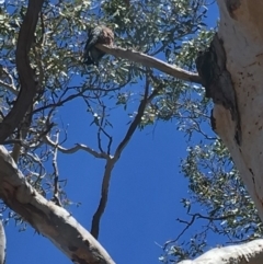 Callocephalon fimbriatum (Gang-gang Cockatoo) at Deakin, ACT - 21 Oct 2018 by KL