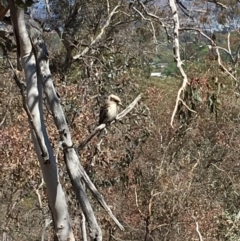 Dacelo novaeguineae (Laughing Kookaburra) at Deakin, ACT - 21 Oct 2018 by KL