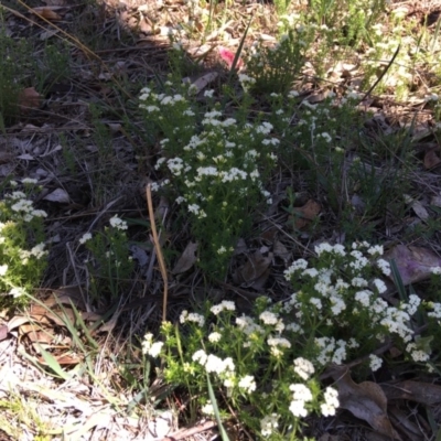 Asperula conferta (Common Woodruff) at Red Hill Nature Reserve - 21 Oct 2018 by KL