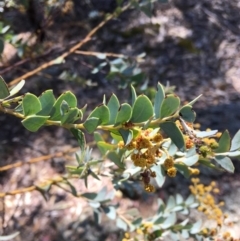 Acacia cultriformis (Knife Leaf Wattle) at Deakin, ACT - 21 Oct 2018 by KL