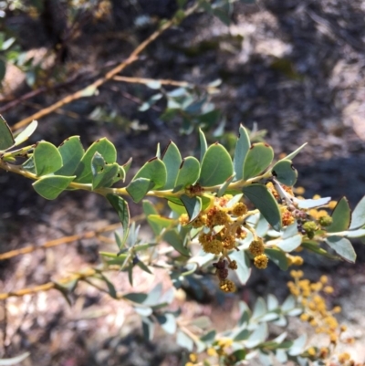 Acacia cultriformis (Knife Leaf Wattle) at Deakin, ACT - 21 Oct 2018 by KL