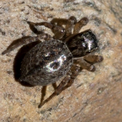 Jotus sp. (genus) (Unidentified Jotus Jumping Spider) at Tidbinbilla Nature Reserve - 20 Oct 2018 by JudithRoach