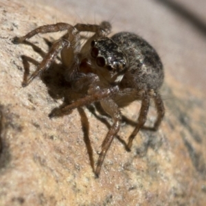 Jotus sp. (genus) at Paddys River, ACT - 21 Oct 2018 10:08 AM