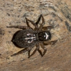 Jotus sp. (genus) at Paddys River, ACT - 21 Oct 2018 10:08 AM