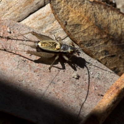 Trigonidium (Balamara) gidya (Gidya trig) at Paddys River, ACT - 21 Oct 2018 by JudithRoach