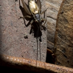 Trigonidium (Balamara) gidya at Paddys River, ACT - 21 Oct 2018