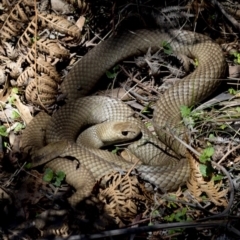 Pseudonaja textilis (Eastern Brown Snake) at Tidbinbilla Nature Reserve - 20 Oct 2018 by JudithRoach