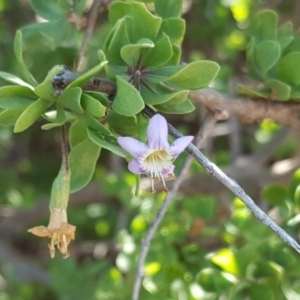 Lycium ferocissimum at Jerrabomberra, ACT - 21 Oct 2018