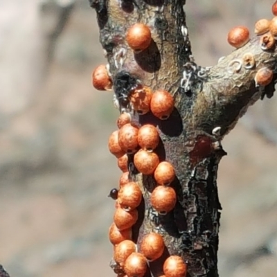 Eriococcus coriaceus (Gumtree Scale) at Jerrabomberra, ACT - 21 Oct 2018 by Mike