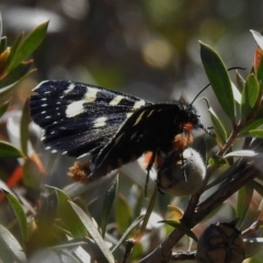 Phalaenoides tristifica (Willow-herb Day-moth) at Paddys River, ACT - 21 Oct 2018 by JohnBundock