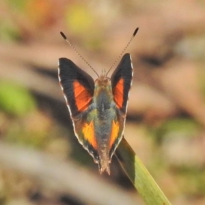 Paralucia aurifera at Paddys River, ACT - 21 Oct 2018