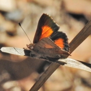 Paralucia aurifera at Paddys River, ACT - 21 Oct 2018