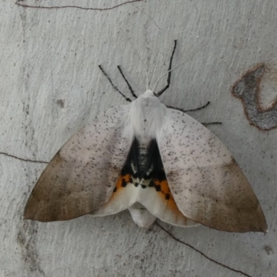 Gastrophora henricaria (Fallen-bark Looper, Beautiful Leaf Moth) at Theodore, ACT - 21 Oct 2018 by owenh