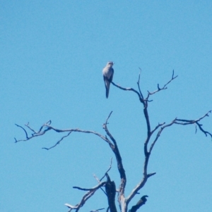 Cacomantis pallidus at Rendezvous Creek, ACT - 21 Sep 2018 01:12 PM