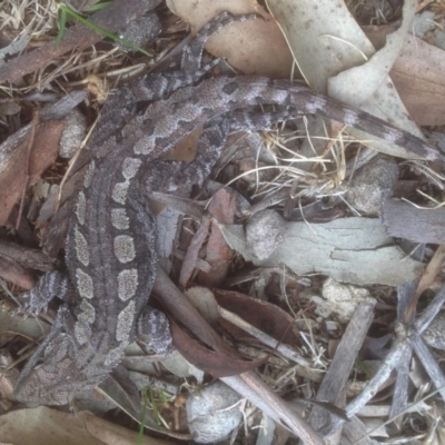 Amphibolurus muricatus (Jacky Lizard) at Rendezvous Creek, ACT - 13 Oct 2018 by KMcCue