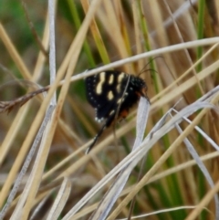 Phalaenoides tristifica (Willow-herb Day-moth) at Rendezvous Creek, ACT - 14 Oct 2018 by KMcCue