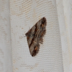 Gastrinodes bitaeniaria (Buff Bark Moth) at Rendezvous Creek, ACT - 15 Oct 2018 by KMcCue