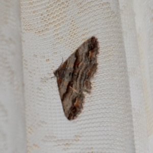 Gastrinodes bitaeniaria at Rendezvous Creek, ACT - 15 Oct 2018