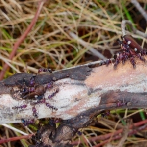 Iridomyrmex purpureus at Rendezvous Creek, ACT - 15 Oct 2018 10:23 AM