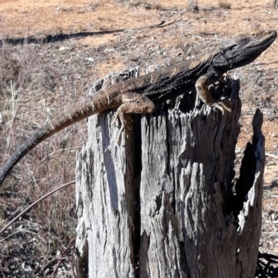 Pogona barbata (Eastern Bearded Dragon) at Kaleen, ACT - 21 Oct 2018 by TomfromOregon