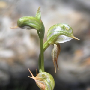 Oligochaetochilus aciculiformis at Tennent, ACT - 21 Oct 2018