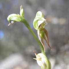 Oligochaetochilus aciculiformis at Tennent, ACT - suppressed