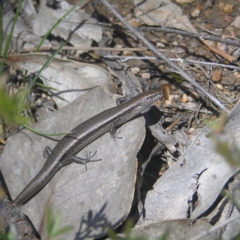 Lampropholis delicata (Delicate Skink) at Tennent, ACT - 21 Oct 2018 by MatthewFrawley