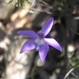 Glossodia major at Tennent, ACT - suppressed