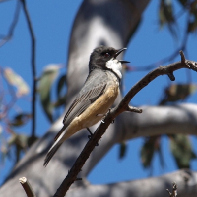 Pachycephala rufiventris (Rufous Whistler) at Tennent, ACT - 21 Oct 2018 by MatthewFrawley