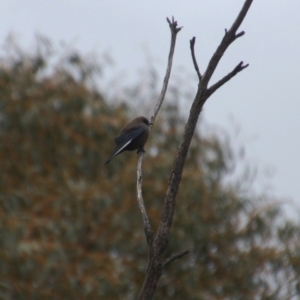 Artamus cyanopterus cyanopterus at Rendezvous Creek, ACT - 14 Oct 2018