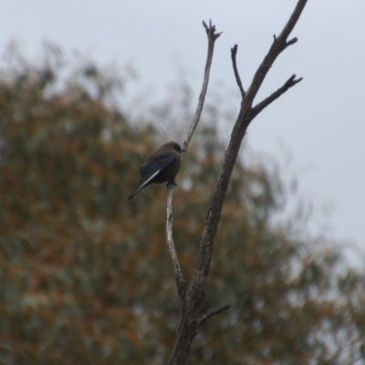 Artamus cyanopterus (Dusky Woodswallow) at Rendezvous Creek, ACT - 13 Oct 2018 by KMcCue